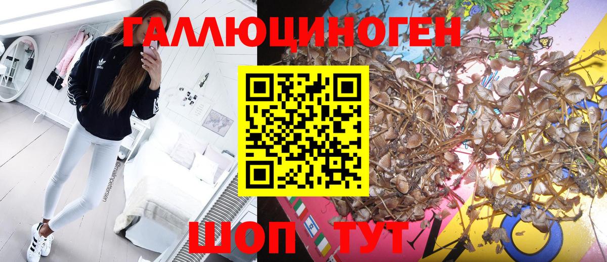 что такое   Моршанск  Галлюциногенные грибы MAGIC MUSHROOMS 