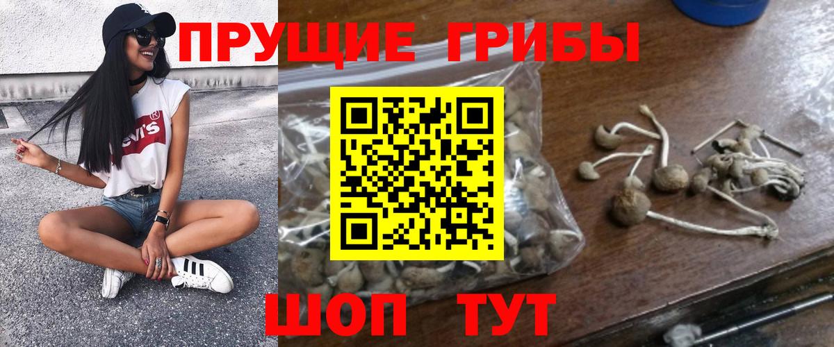 Псилоцибиновые грибы Psilocybe Моршанск